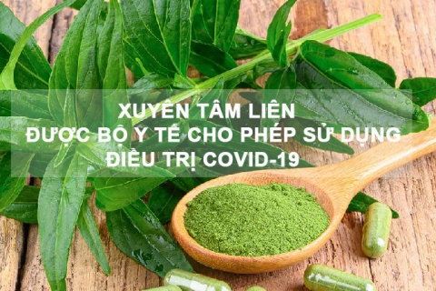 Xuyên tâm liên được Bộ Y tế cho phép sử dụng điều trị Covid-19